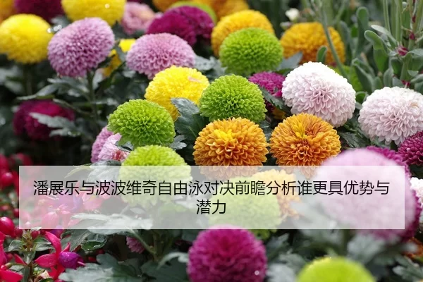 潘展乐与波波维奇自由泳对决前瞻分析谁更具优势与潜力
