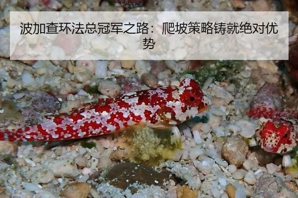 波加查环法总冠军之路：爬坡策略铸就绝对优势